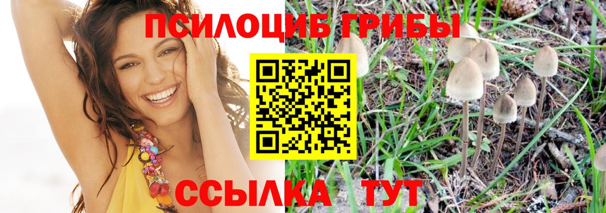 Псилоцибиновые грибы Cubensis Реутов